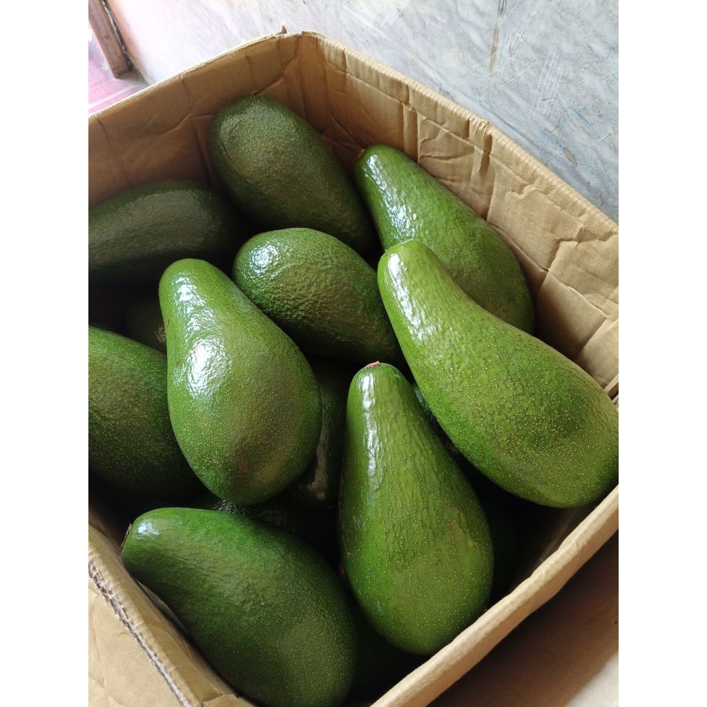

Alpukat Premium PLUWANG B 1kg isi 1-2 Buah