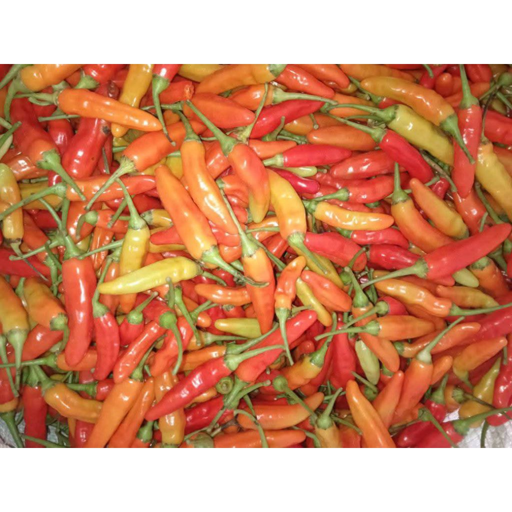 

Cabai Rawit Segar 1kg