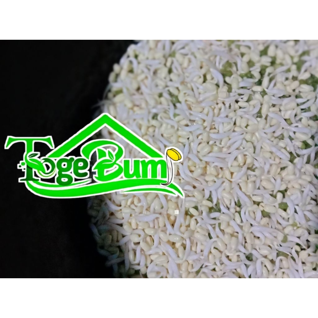 

Kecambah Toge Tauge Pendek Toge Soto Toge Rawon