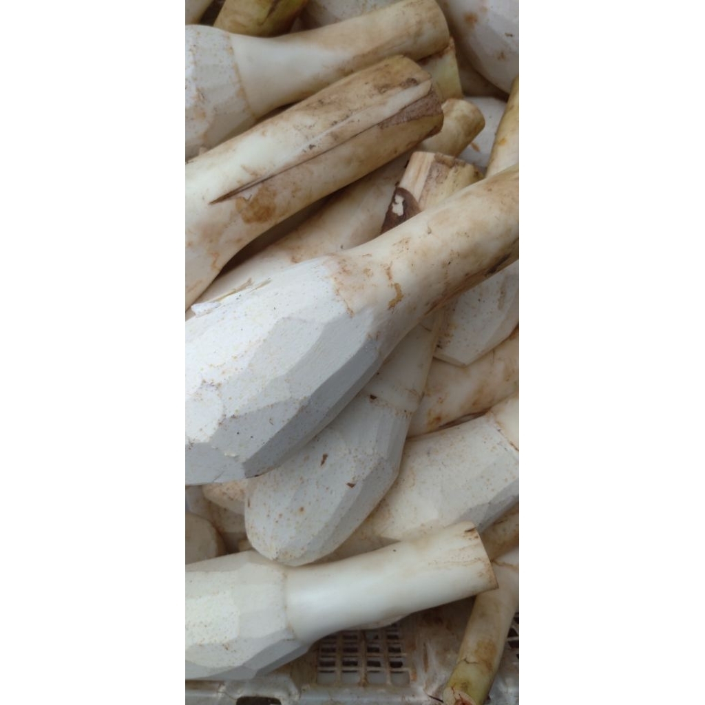 

Umbi Bentol Bentul Talas kilogram