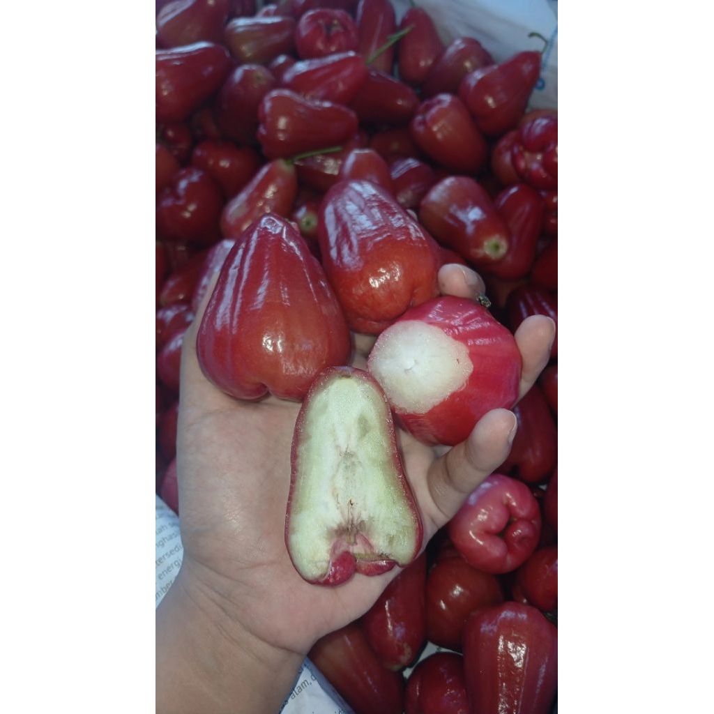 

Jambu Citra Dapat 1kg
