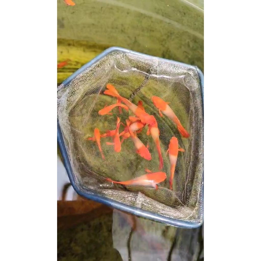 guppy albino koi red ear