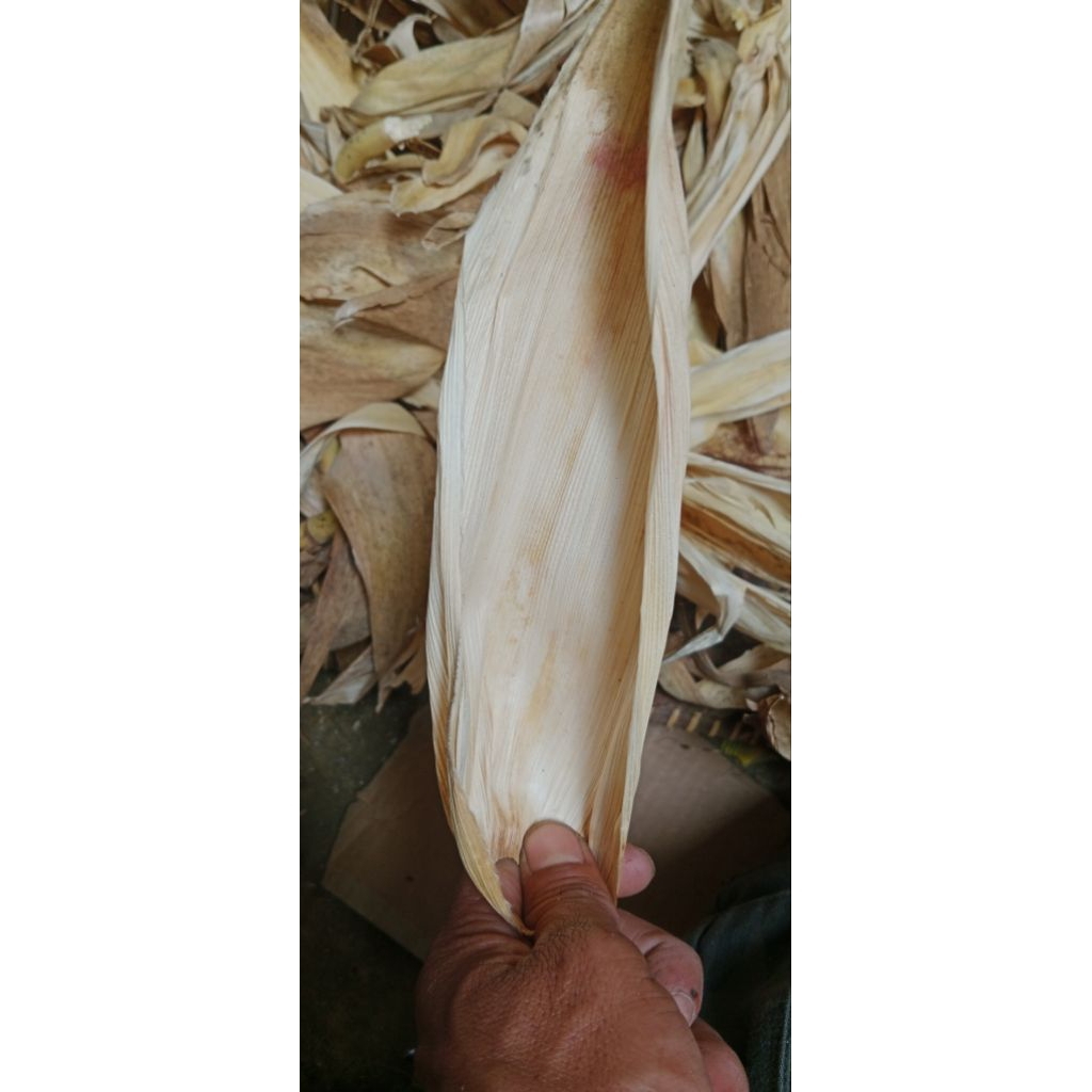 

klobot jagung cangkang buah jagung kering 100 helai