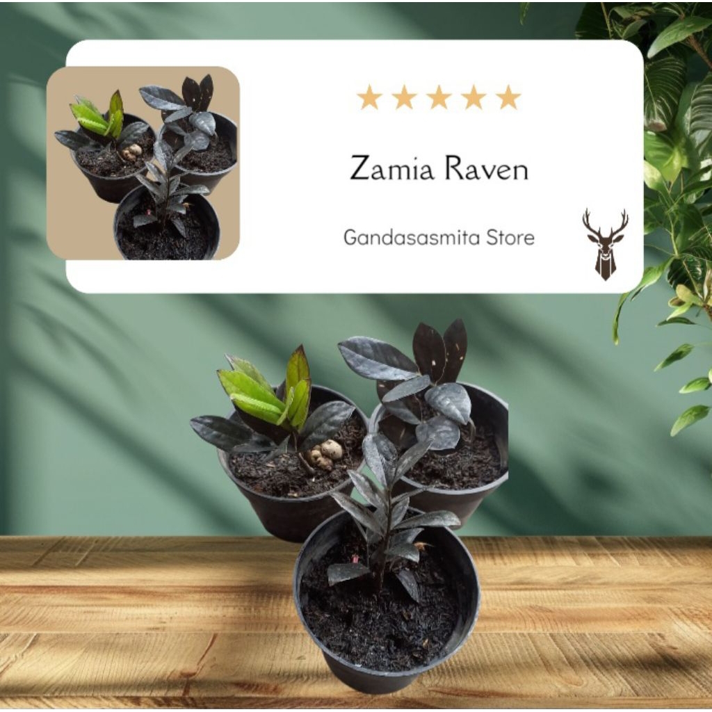 Tanaman Hias Zamia Raven/Zamia Hitam