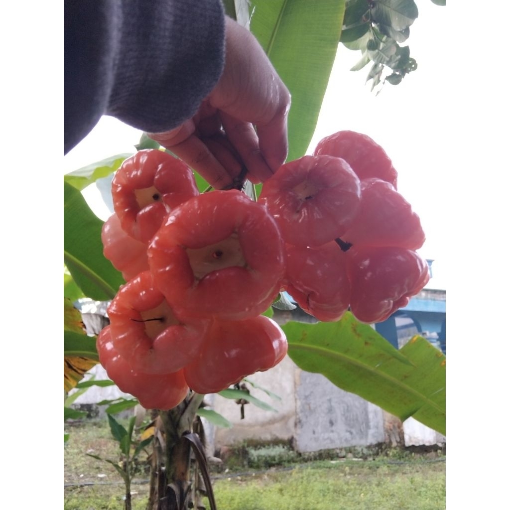 

Jambu air jumbo | jambu air besar petik langsung di pohon pasti TOP