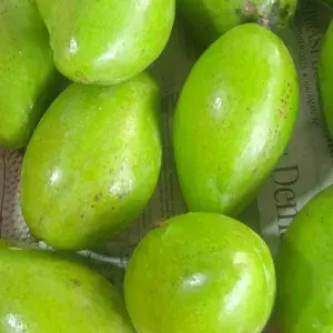 

mangga buat rujak 1/2