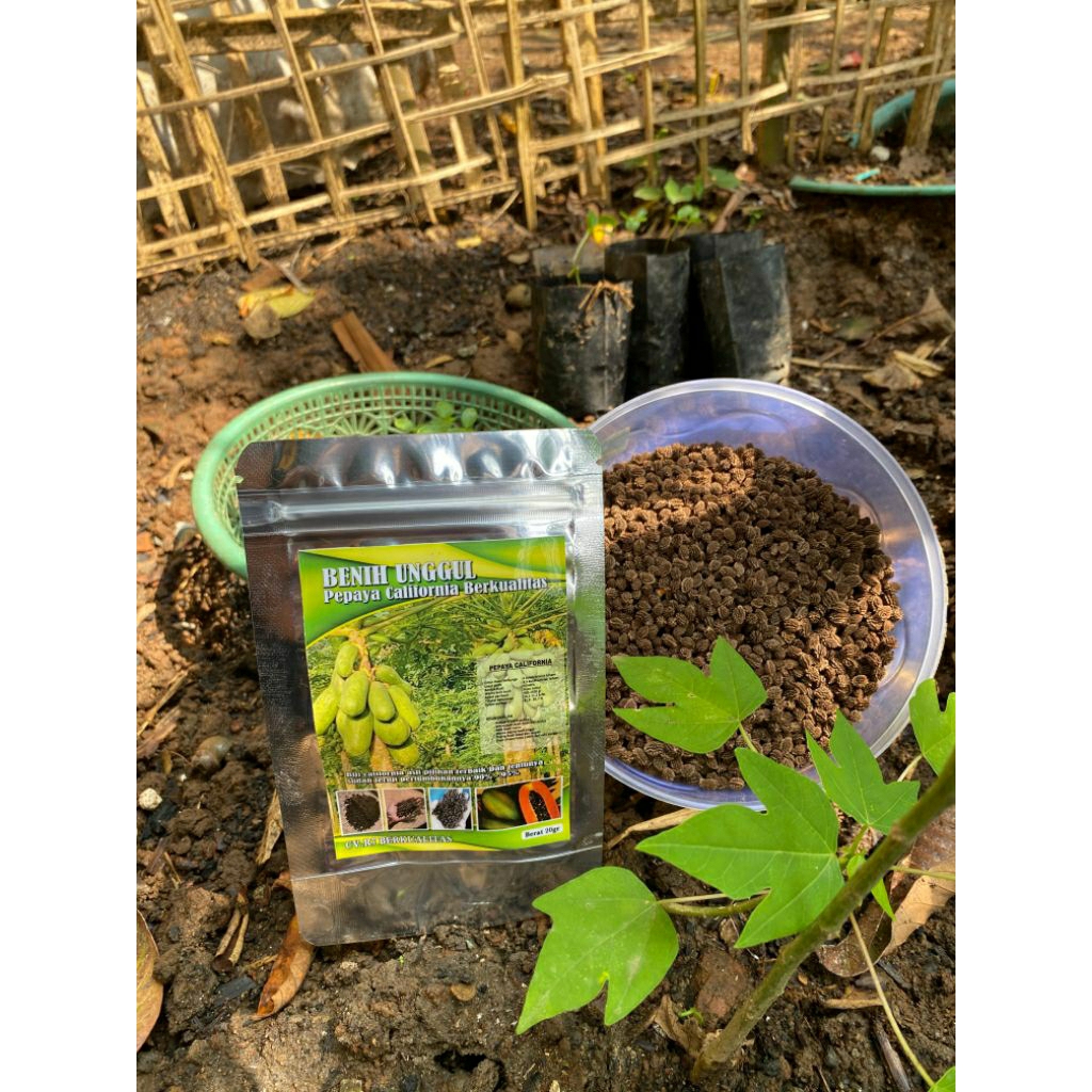 

biji pepaya California ipb9 50grm