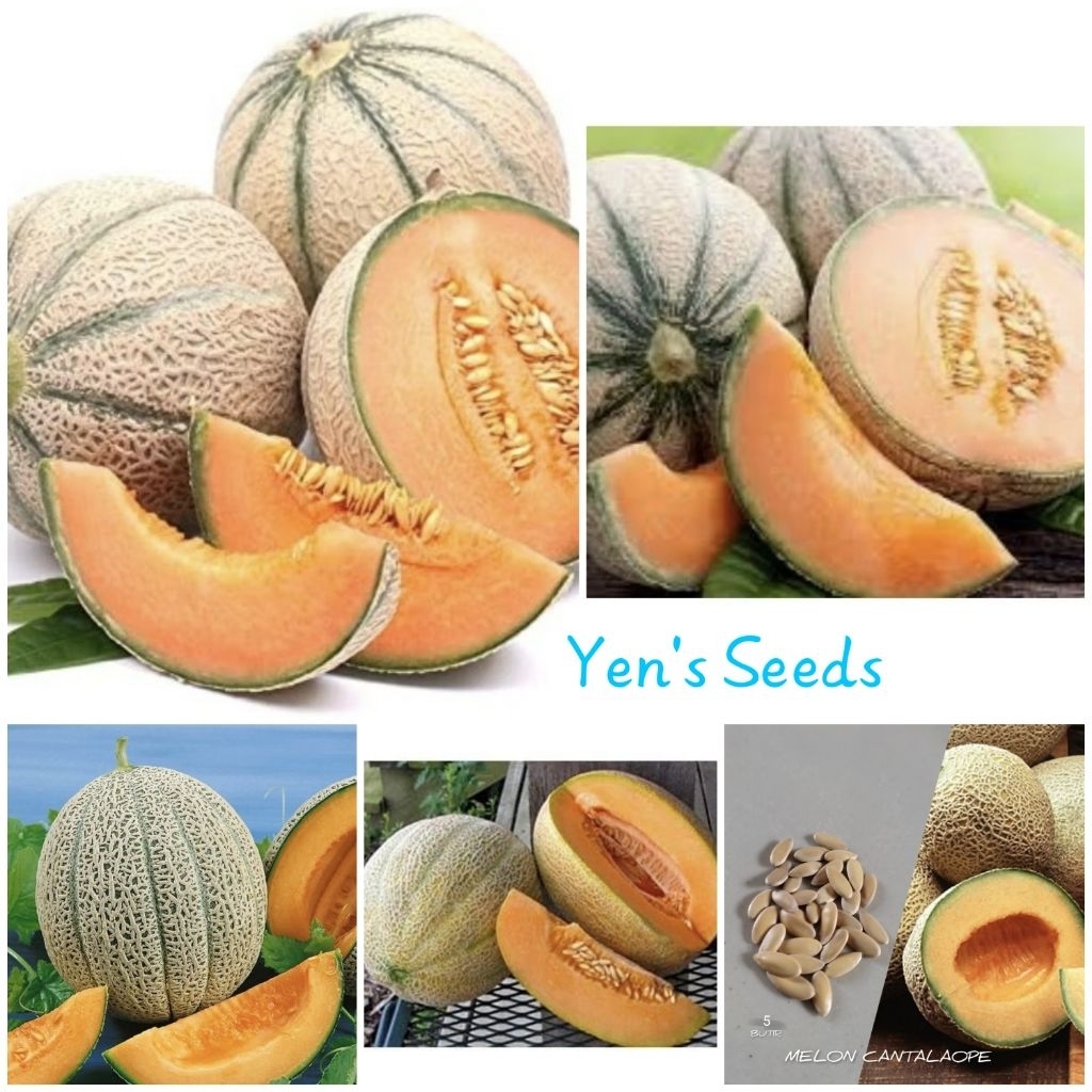 Benih Tanaman Melon Cantaloupe ( 5 Butir )