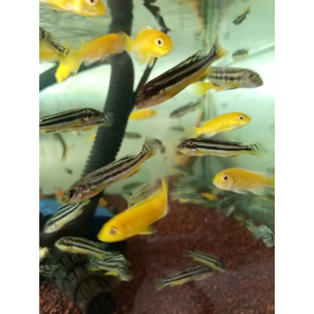 ikan lemon &ikan niasa