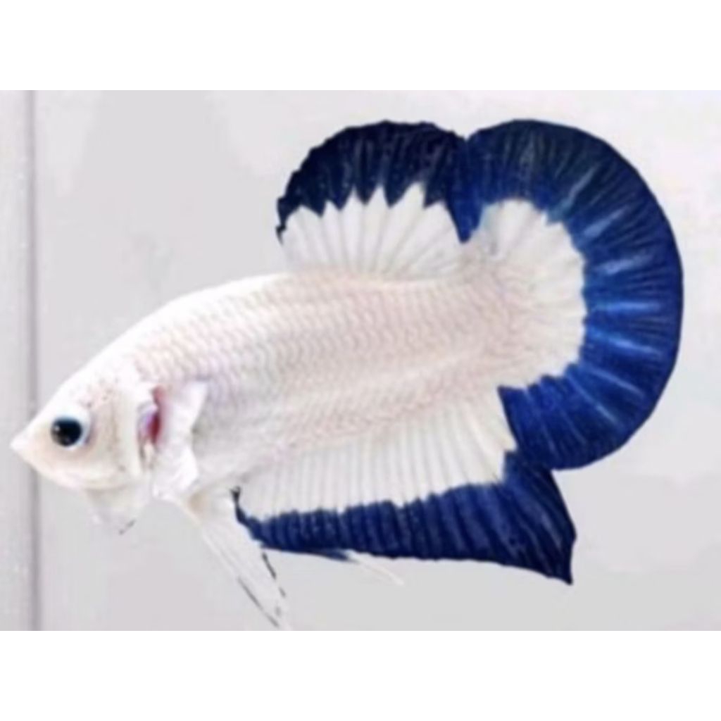 Hiasan aquarium cupang blue rim grade