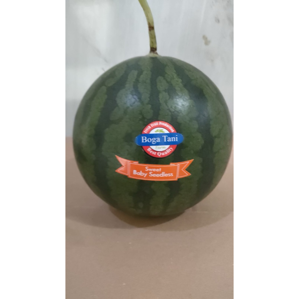 

Baby Semangka Bogatani