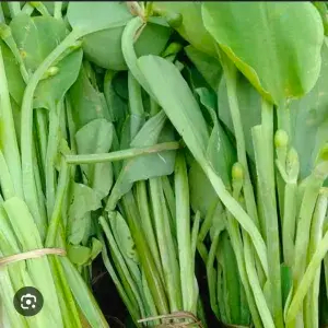 

DAUN GENJER/SWAMPNAILS 1 IKAT