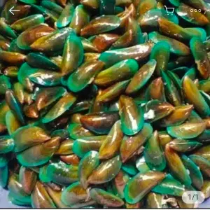 

kerang ijo 250 gr