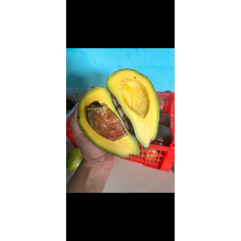 

Alpukat Mentega 1kg Asli Pulen