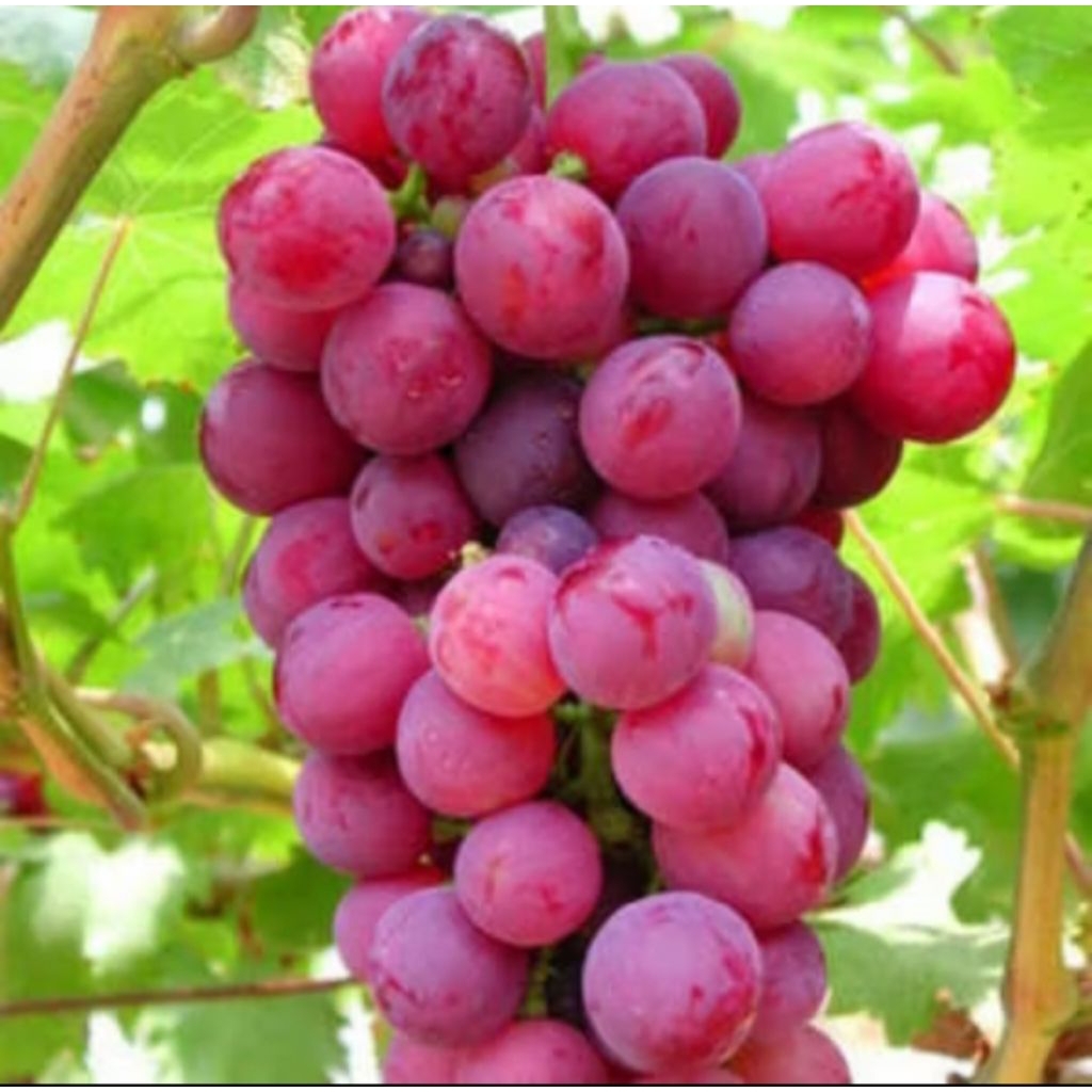 TERLARIS(BISA COD) Tanaman Bibit Anggur Red Master Anggur Super Manis Pohon Anggur