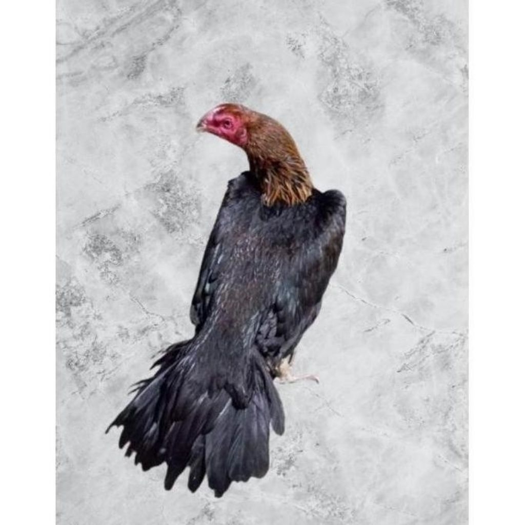 

Telur Ayam Bangkok Thailand Ekor Lidi Fertil siap untuk ditetaskan