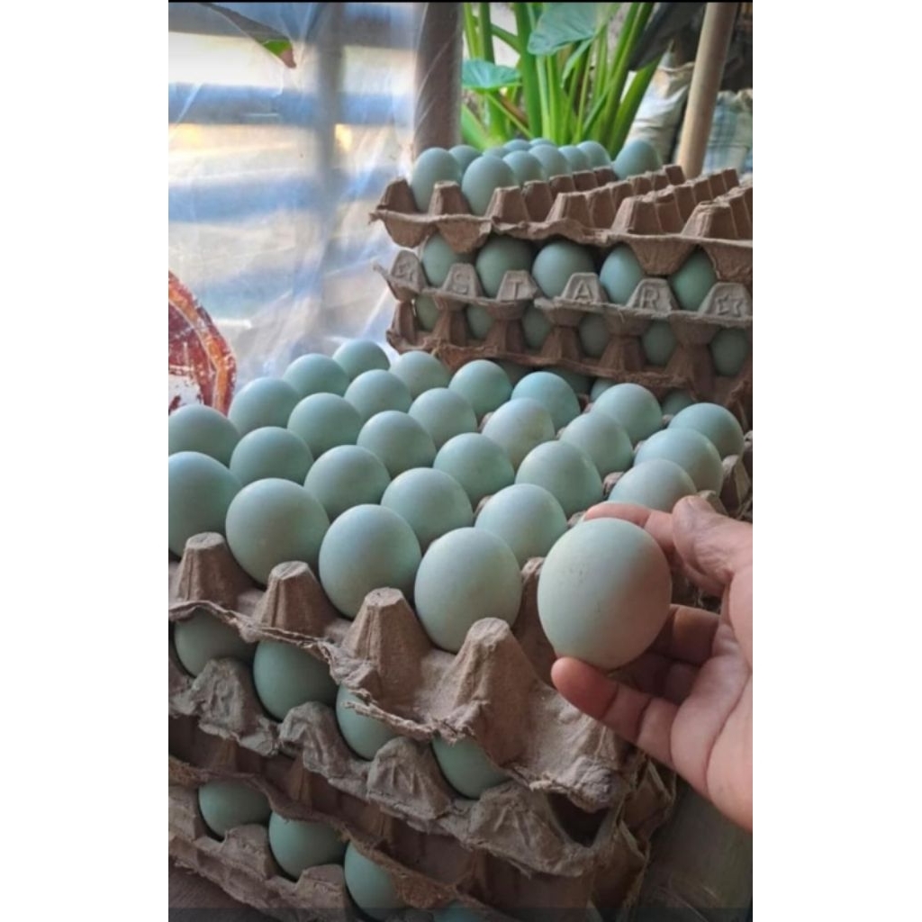

Telor bebek fresh - ndog bebek - telur bebek mentah