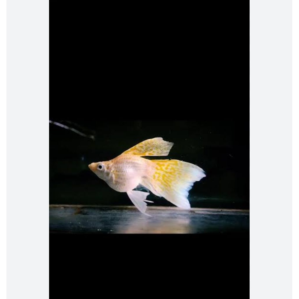 VVIP Ikan Hias long Molly Veiltail