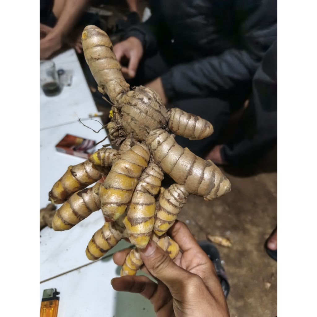 

tumulawak segar 11,500/kg