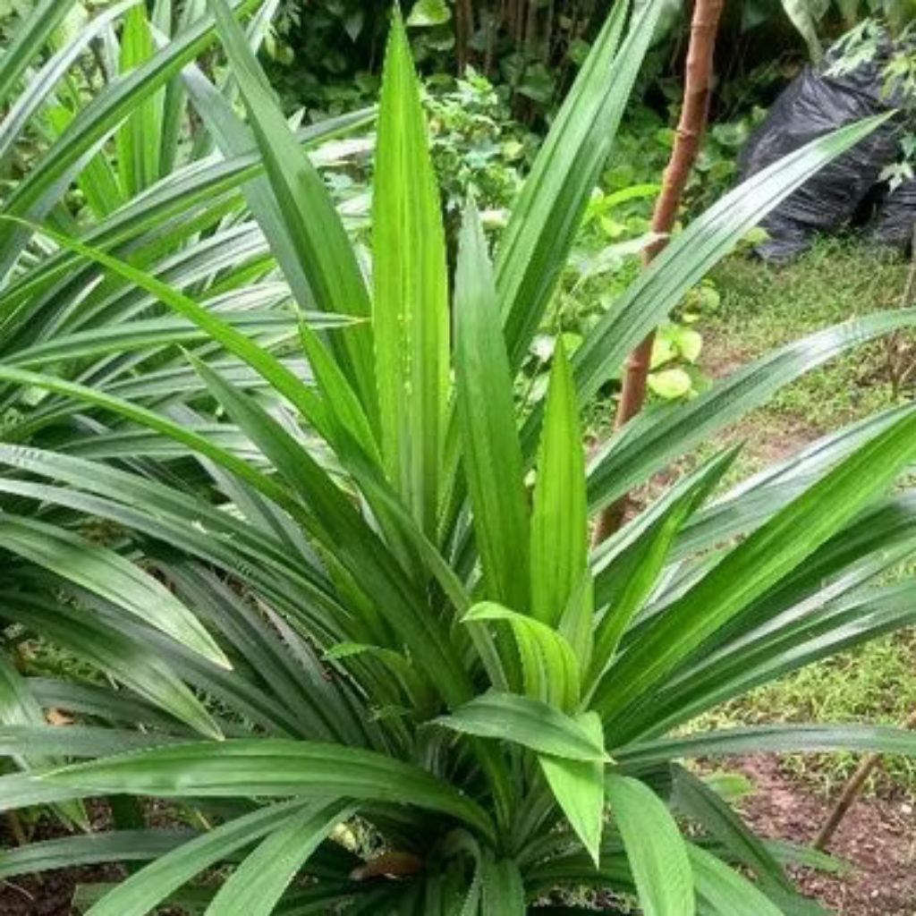 

PANDAN WANGI SEGER 20 lembar