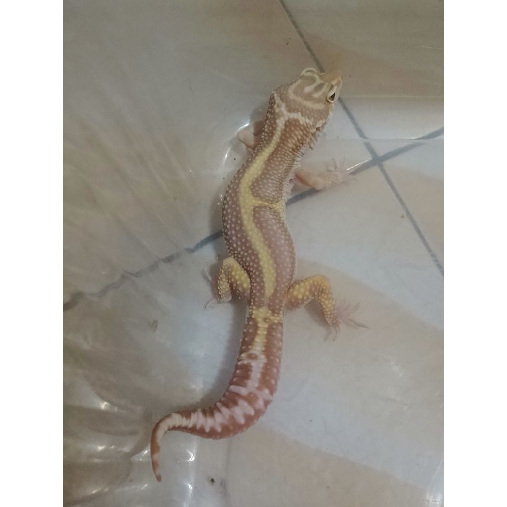 

STICKER_BELL_BOLD_STRIPE