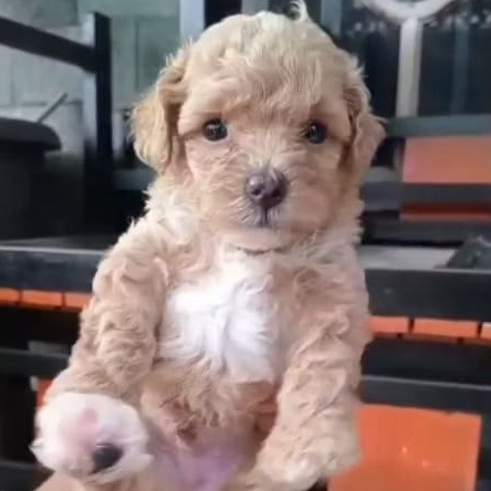Poodle size Tiny kosongan