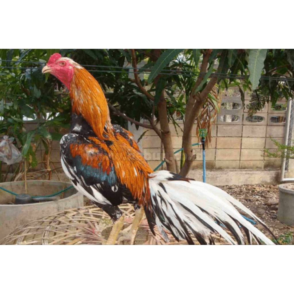 telur ayam Bangkok wiring kuning fertil siap buat ditetaskan