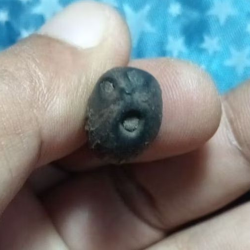 

kelapa kecil unik nemu