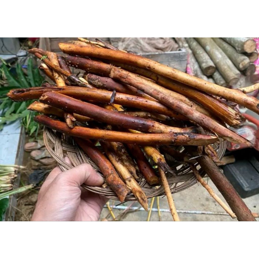 

akar pinang segar 500 gram ambil langsung kirim