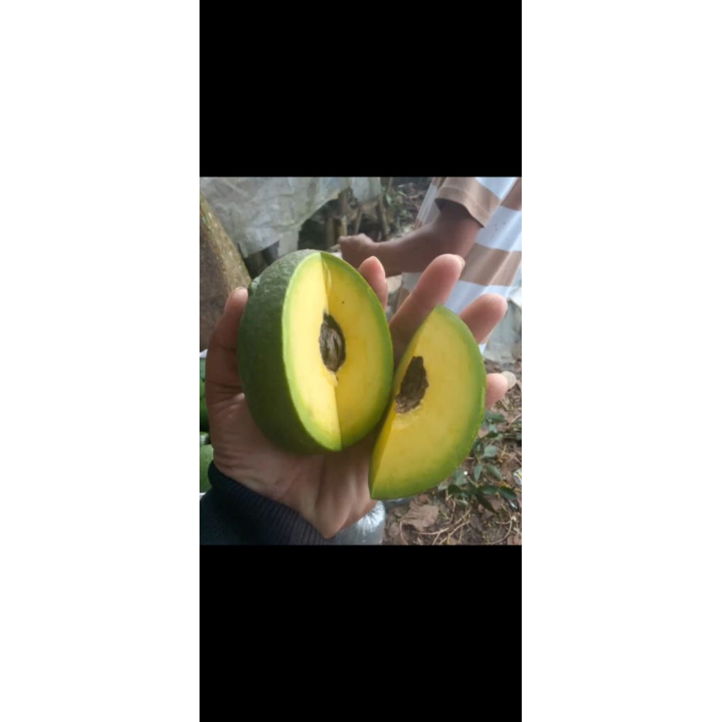 

alpukat