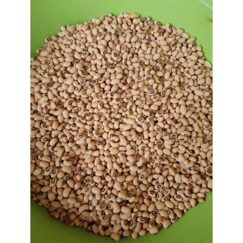 

Kacang tunggak tolo putih 1kg
