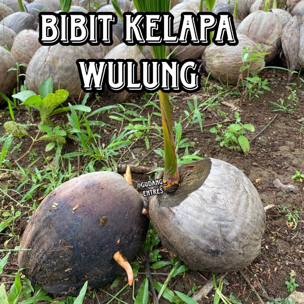 BIBIT KELAPA HIJAU WULUNG BESAR SUPER ASLI WULUNG