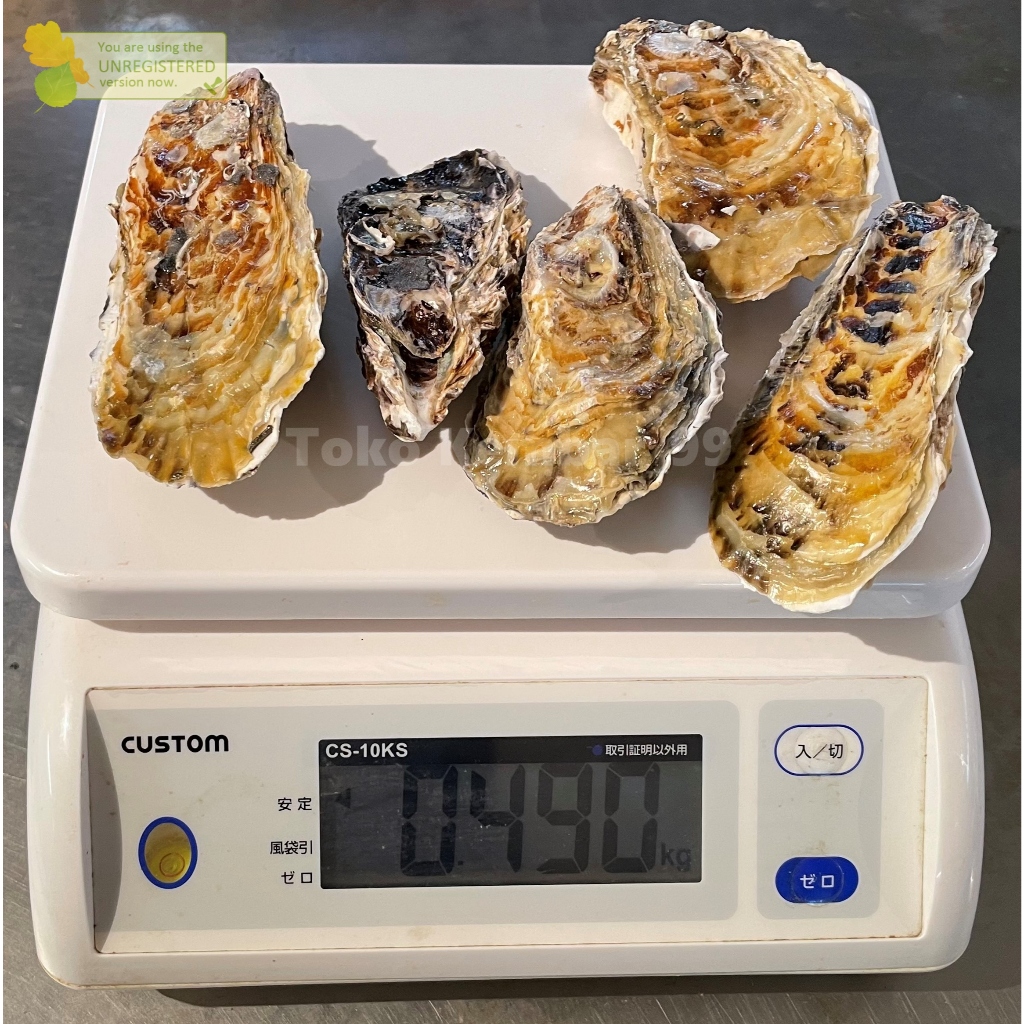 

Kerang Tiram Oytser Segar Kerang oyster Utuh 1Kg