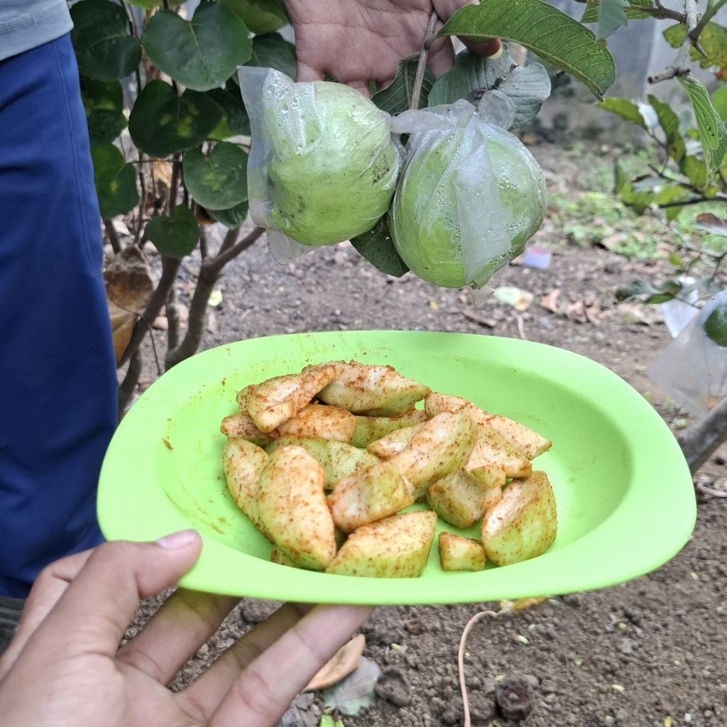 

Jambu Kristal fresh Purworejo 1kg