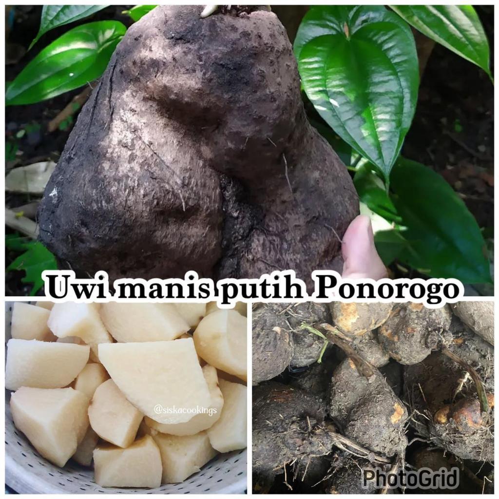 

UWI MANIS PONOROGO / MAKANAN TRADISIONAL / MAKANAN DIET / MAKANAN SEHAT / MAKANAN JADUL / UMBI UMBIAN