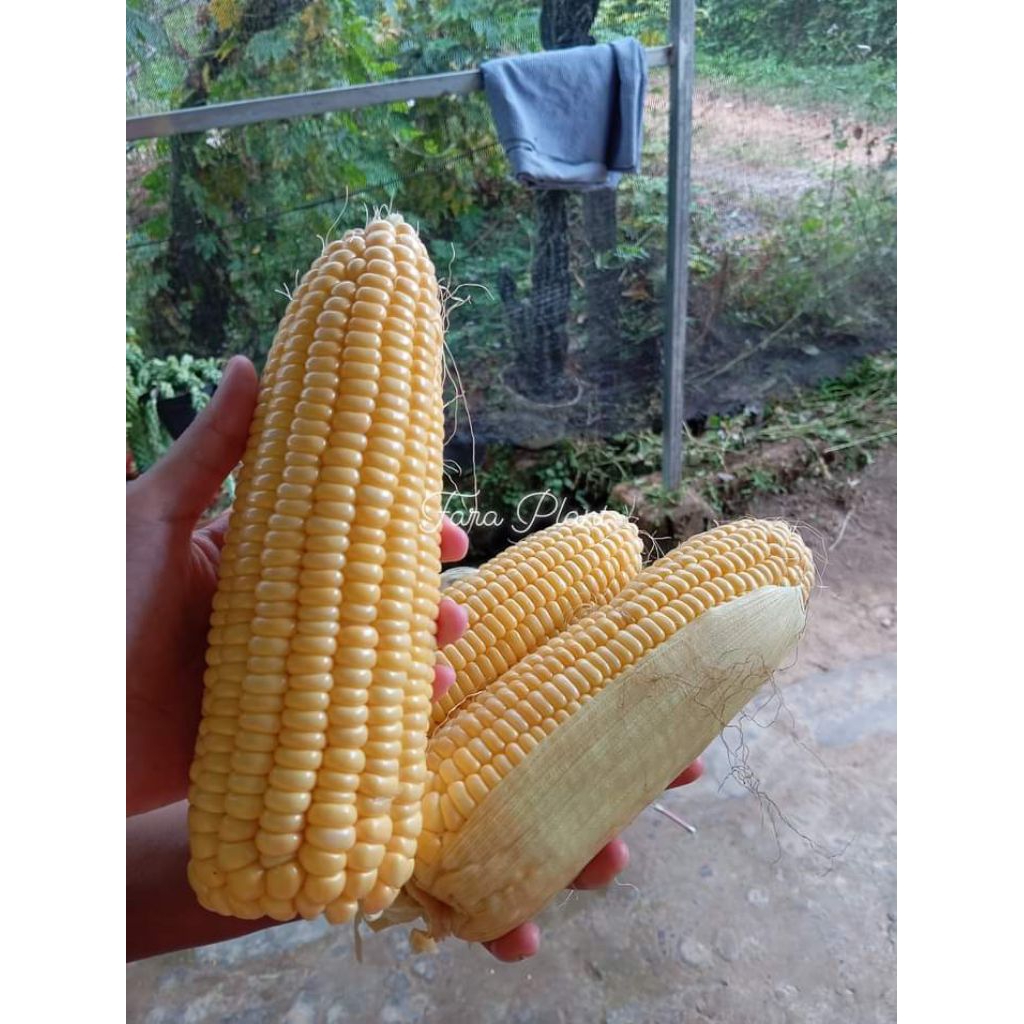 

benih/biji jagung manis isi 15biji