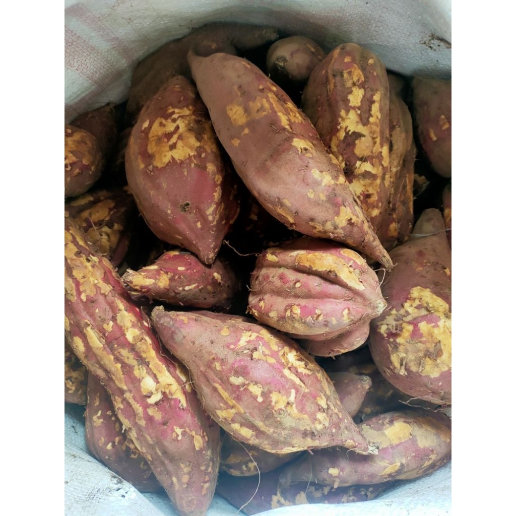 

Ubi Ungu Jepang Mentah Manis Lembut dan Legit 1kg