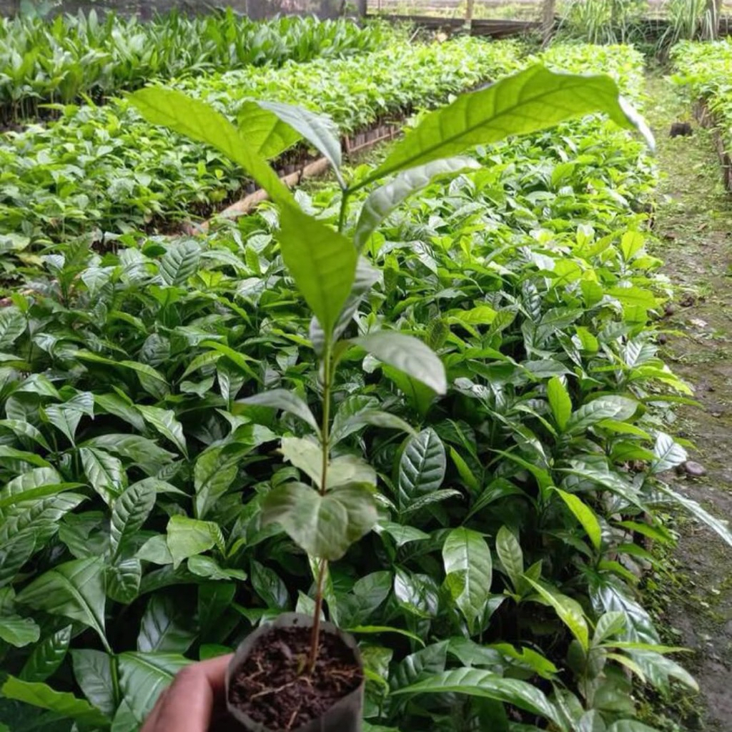 Bibit Kopi Robusta siap Tanam 10 bibit