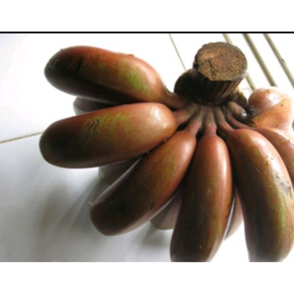 

pisang udang fres per sisir berat 1 kilo feres