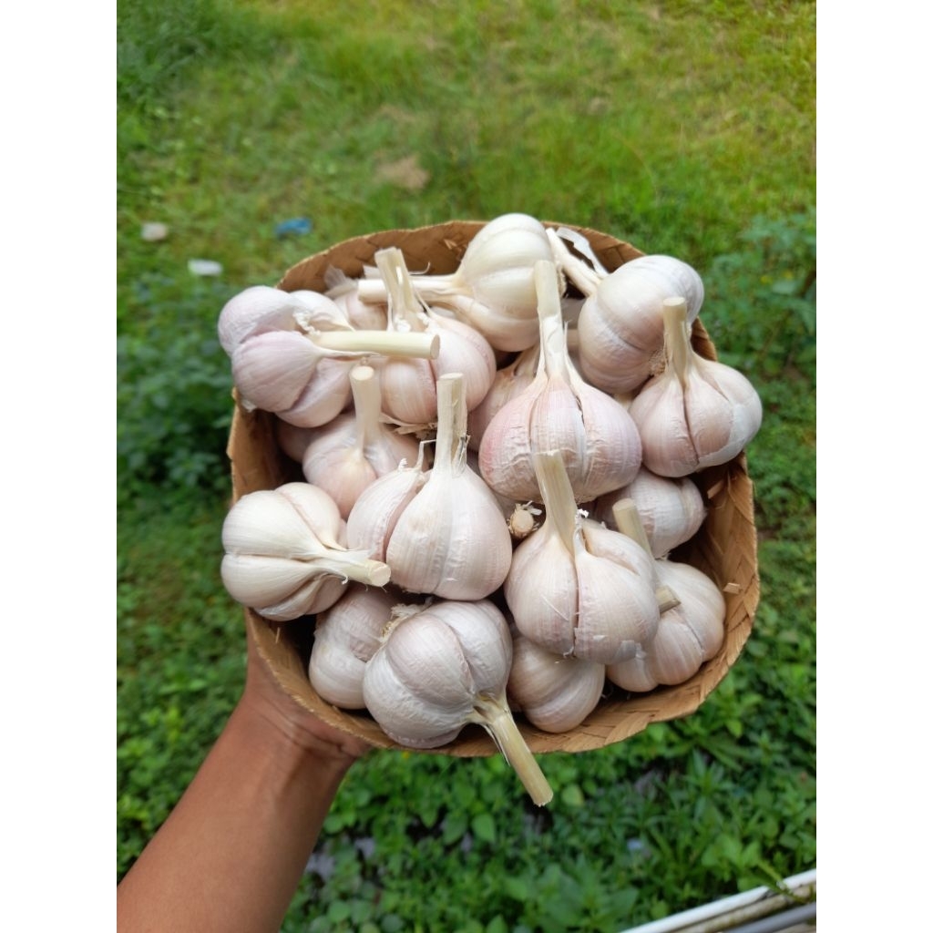 

500gr Bawang Putih Kating Fresh