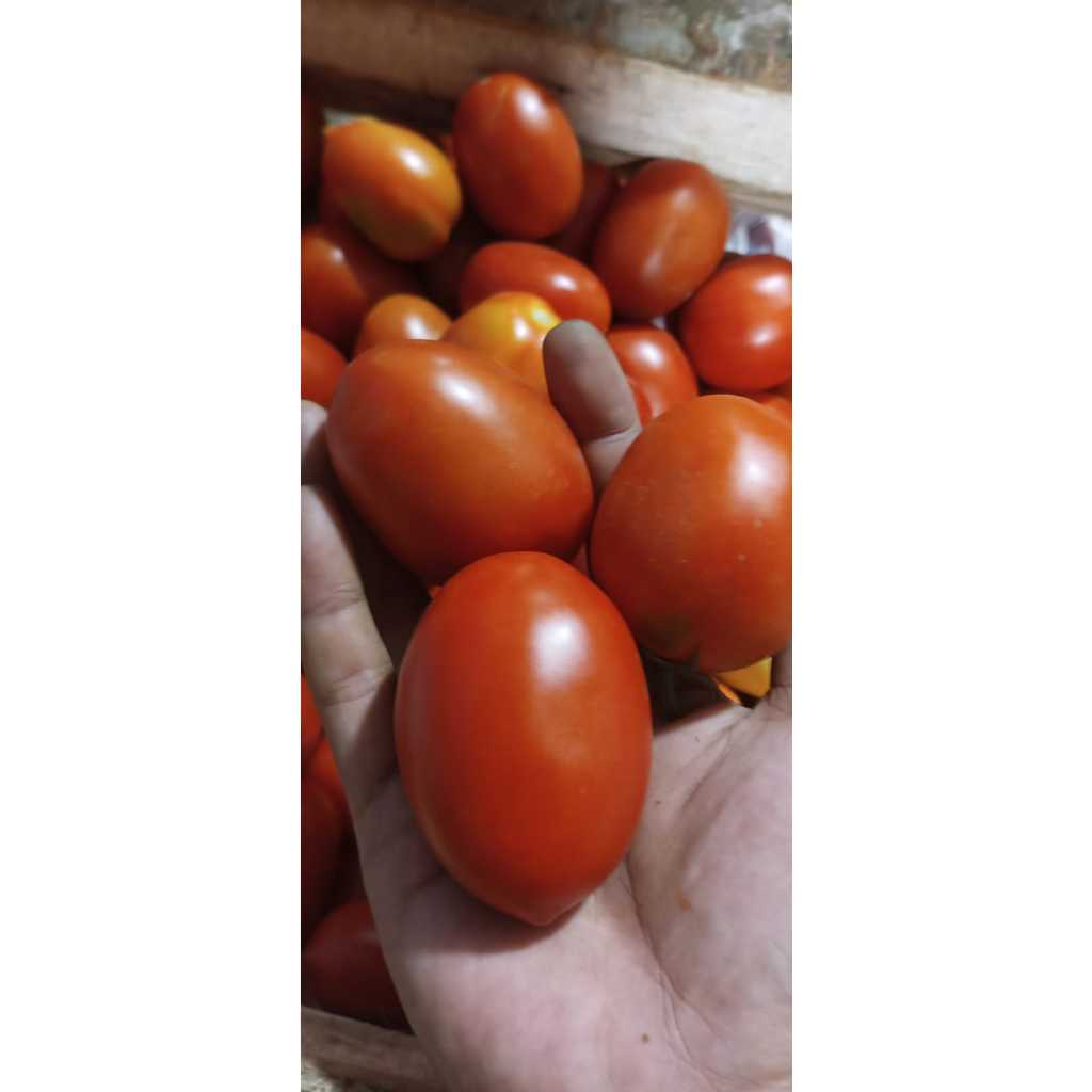 

Tomat fresh 1kg