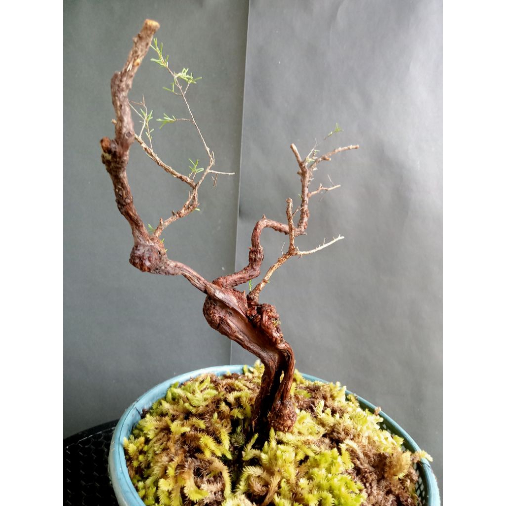 BAHAN BONSAI CUCUR ATAP/SAPU-SAPU SPECIAL