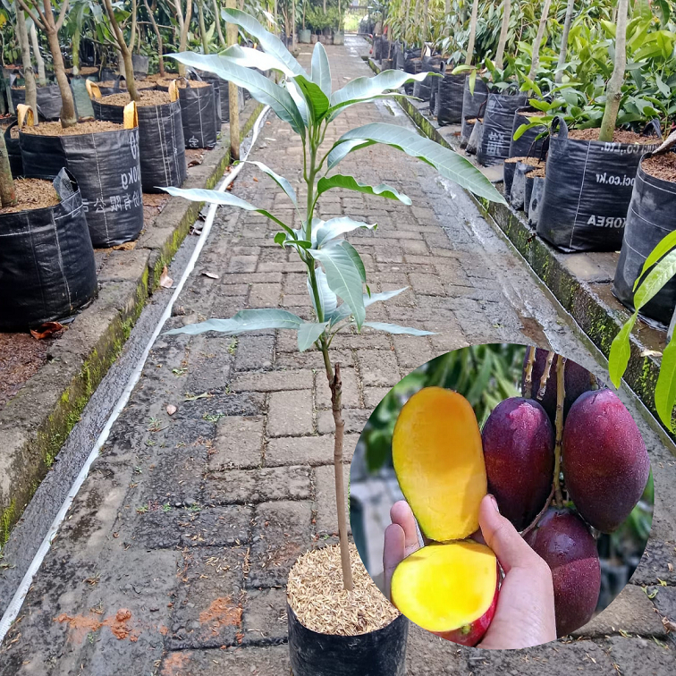 Bibit Buah Mangga Irwin |Buah Mangga| Bibit Buah