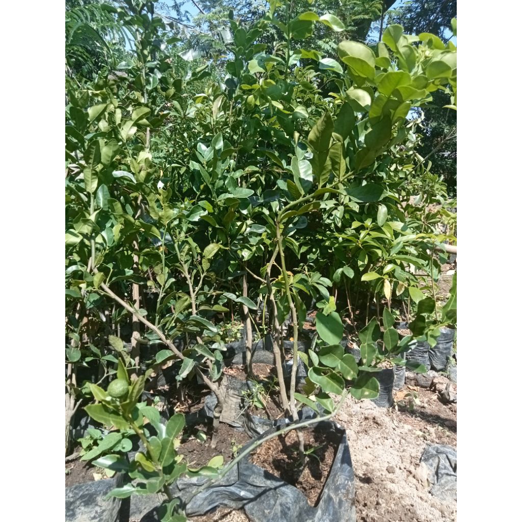 Bibit Jeruk Purut Berbuah Super Berkualitas Tinggi