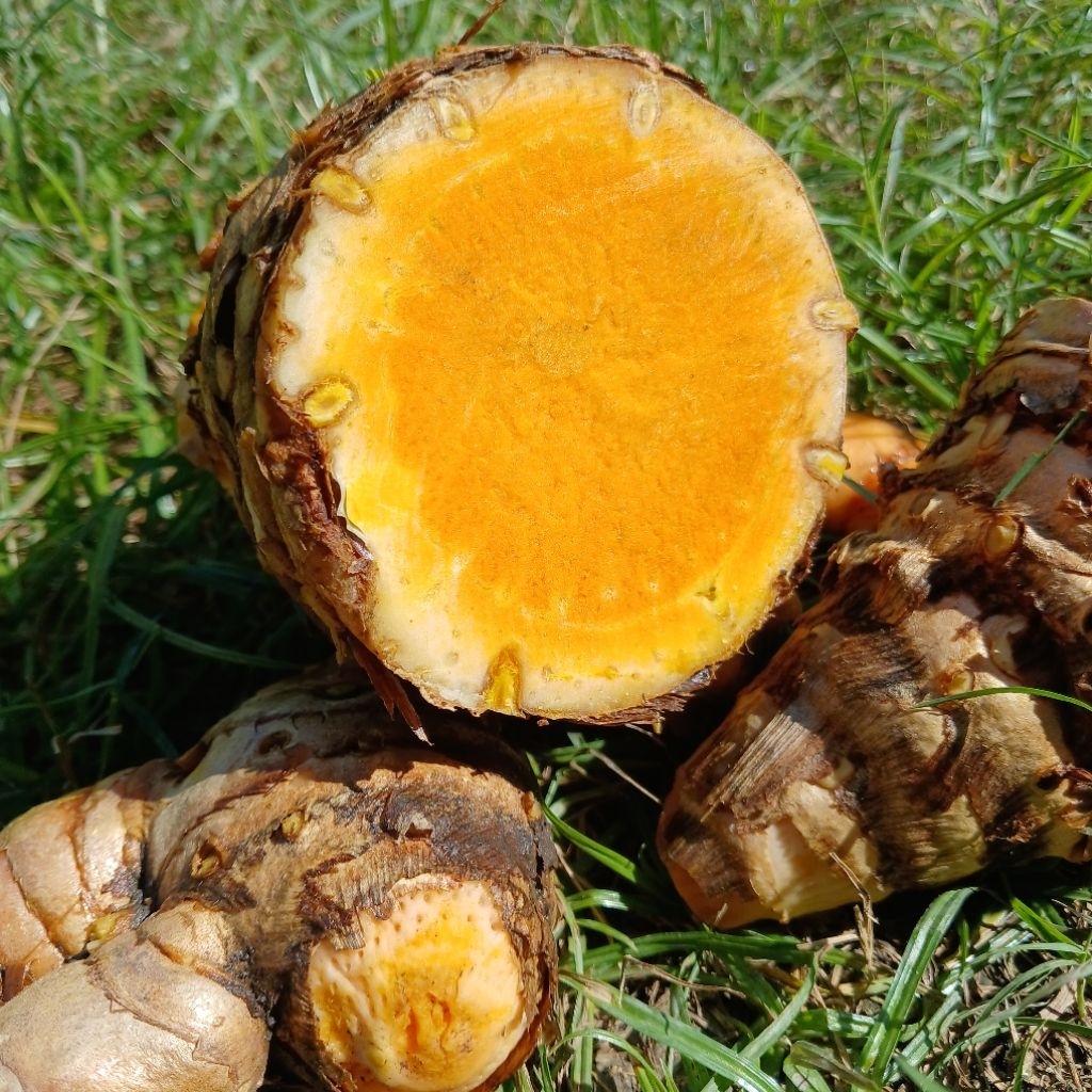 

Temulawak Asli Rempah Segar Dari Kebun Sendiri 1kg