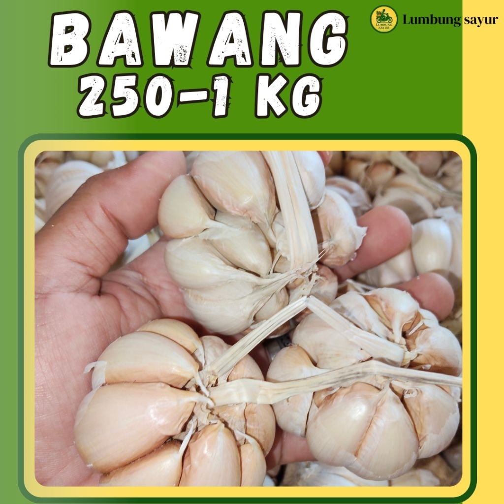 

Bawang Putih Tua Premium Fresh | Langsung dari Petani | 250g–1kg | Segar, Premium, Amanah & Murah