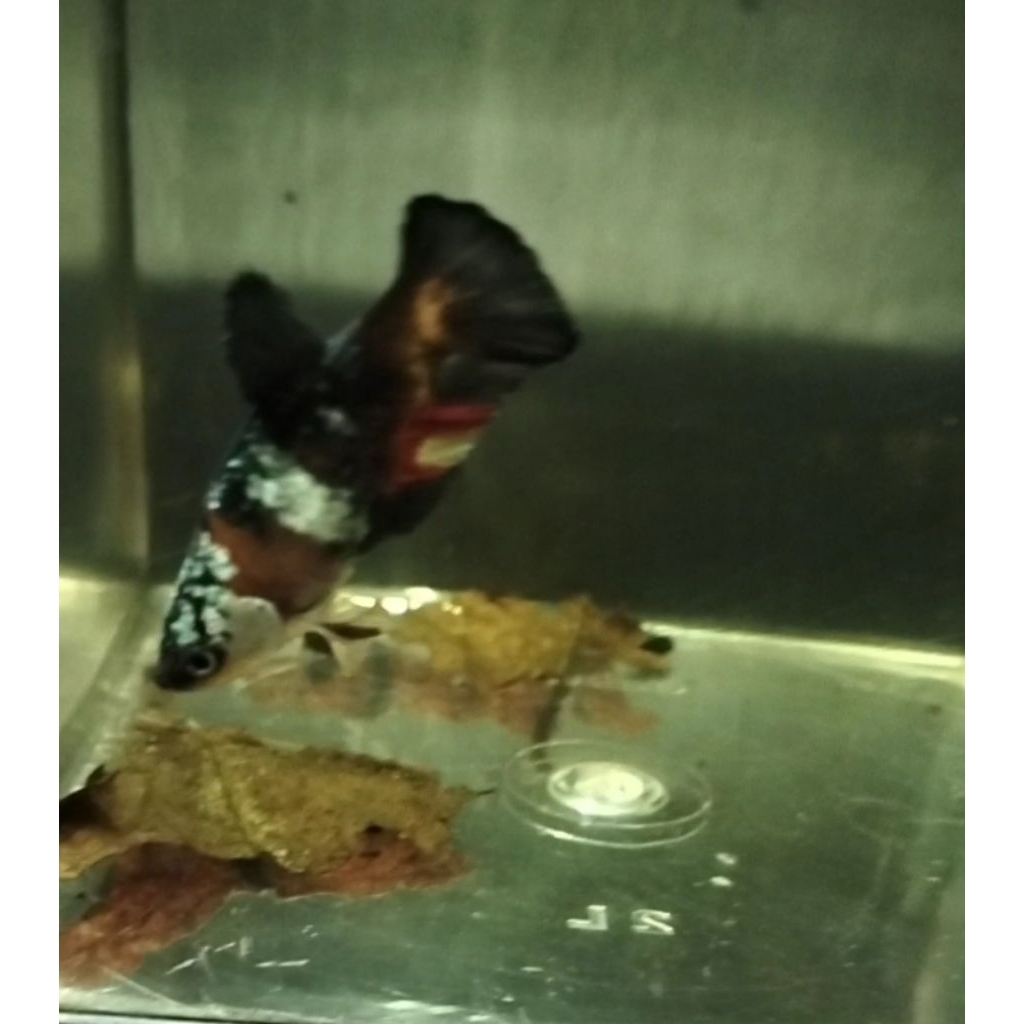 ikan cupang female/betina Nemo Cooper 100% sesuai foto/vidio real pict