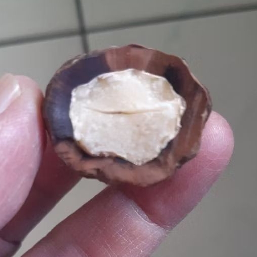 Kemiri Adu Muncang Adu Jalim Kebo Ori Rel Urat Dua