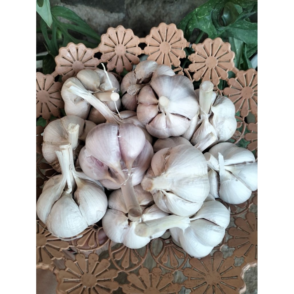 

Bawang Kating Kering Bersih Kemasan 500 gr dan 1 kg