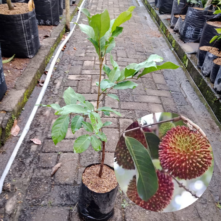 Bibit buah rambutan rapiah |Buah Rambutan |Bibit Buah